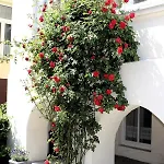 Hotel The Avalon - Altstadt 3*