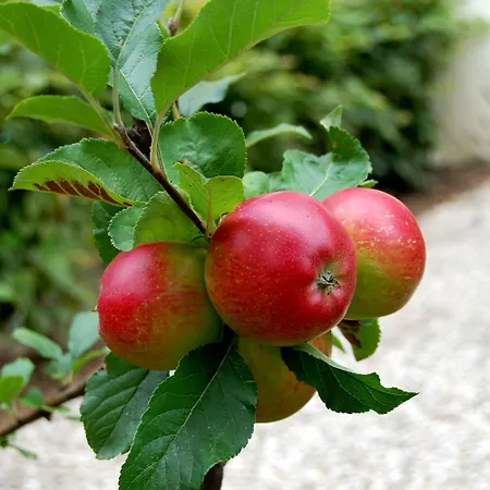 The Avalon - Altstadt 2*