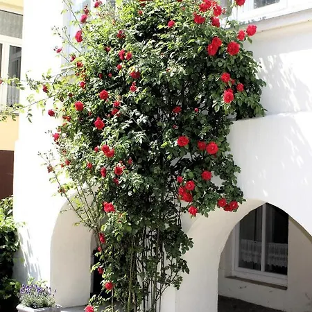 מלון The Avalon - Altstadt 3*